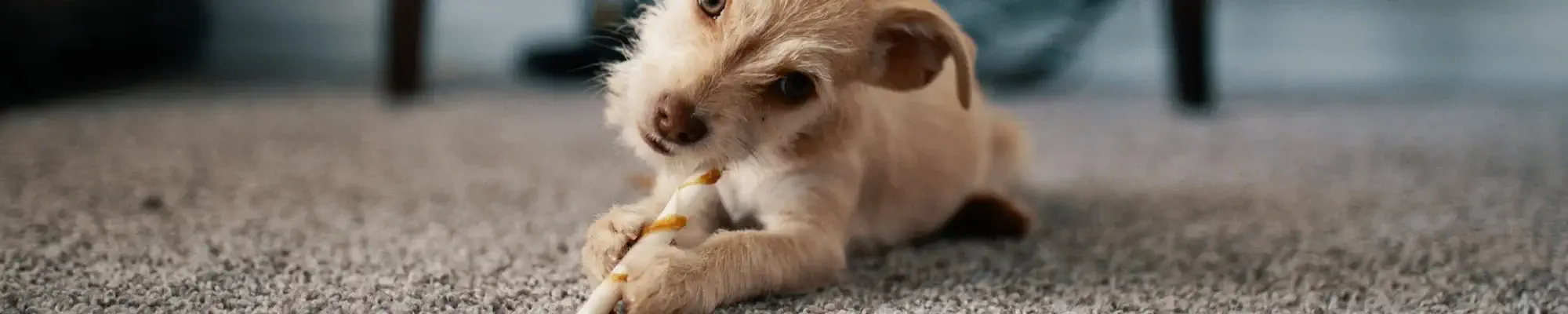 Dog playing on a pet friendly carpet floor in Barrie Ontario
